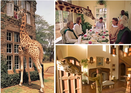 Giraffe Manor (Кения): возможность пообедать с дружелюбным жирафом