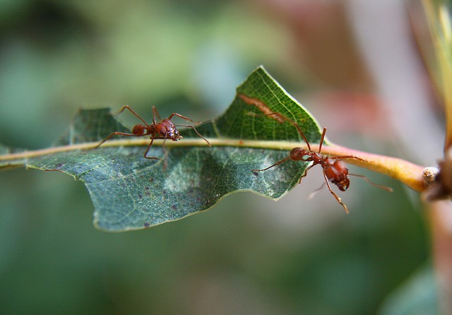 муравьи_листорезы