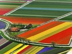 Тюльпановые поля, Голландия