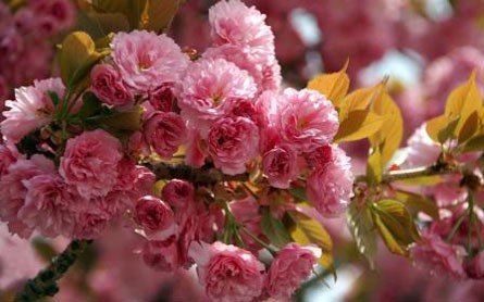 Сакура цветет в Ужгороде