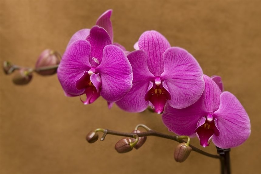 orhideya