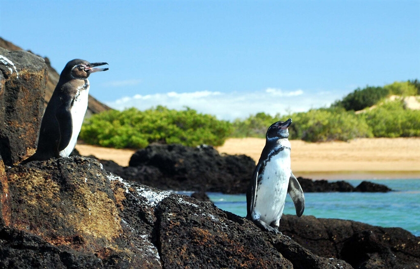 Галапагосские пингвины