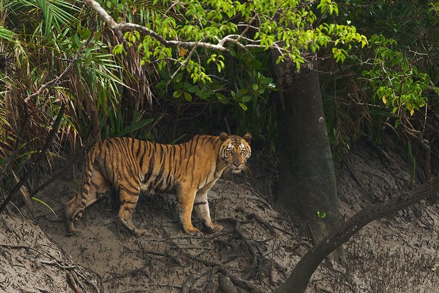 tigr_v_Sundarbanah